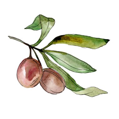 Siyah zeytin suluboya arka plan illüstrasyon ayarlayın. Suluboya çizim moda aquarelle. İzole zeytin illüstrasyon öğesi.