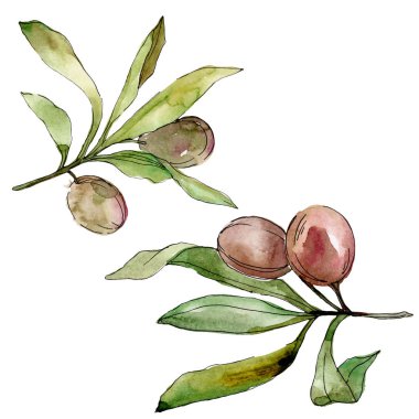 Siyah zeytin suluboya arka plan illüstrasyon ayarlayın. Suluboya çizim moda aquarelle. İzole zeytin illüstrasyon öğesi.