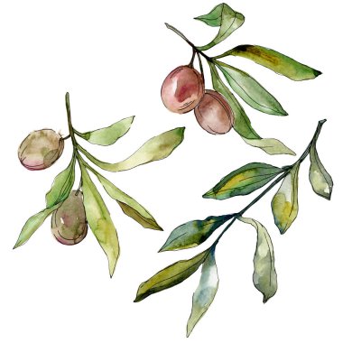 Siyah zeytin suluboya arka plan illüstrasyon ayarlayın. Suluboya çizim moda aquarelle. İzole zeytin illüstrasyon öğesi.