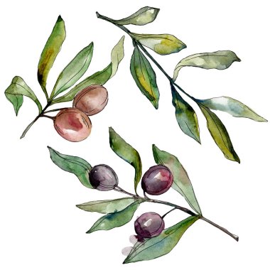 Siyah zeytin suluboya arka plan illüstrasyon ayarlayın. Suluboya çizim moda aquarelle. İzole zeytin illüstrasyon öğesi.