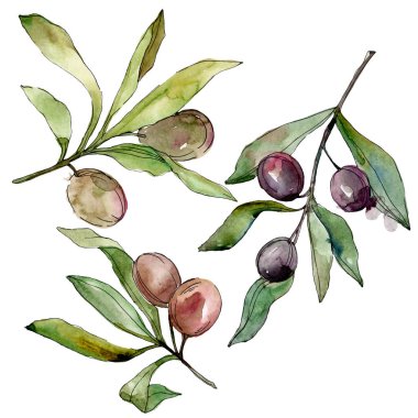 Siyah zeytin suluboya arka plan illüstrasyon ayarlayın. Suluboya çizim moda aquarelle. İzole zeytin illüstrasyon öğesi.