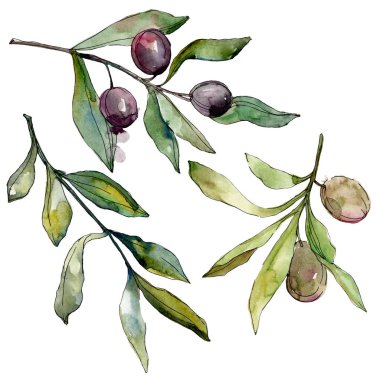 Siyah zeytin suluboya arka plan illüstrasyon ayarlayın. Suluboya çizim moda aquarelle. İzole zeytin illüstrasyon öğesi.