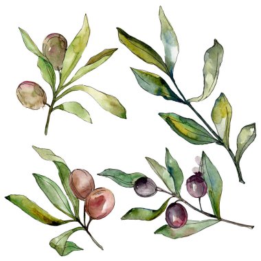 Siyah zeytin suluboya arka plan illüstrasyon ayarlayın. Suluboya çizim moda aquarelle. İzole zeytin illüstrasyon öğesi.