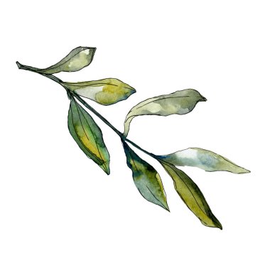 Zeytin yaprağı resimde kümesi. Suluboya çizim moda aquarelle. 