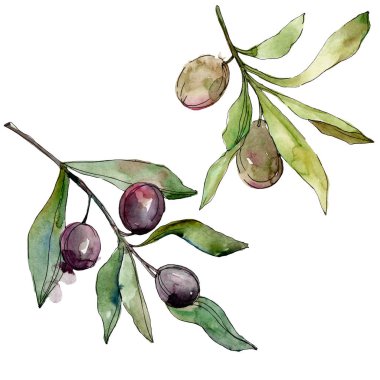 Siyah zeytin suluboya arka plan illüstrasyon ayarlayın. Suluboya çizim moda aquarelle. İzole zeytin illüstrasyon öğesi.