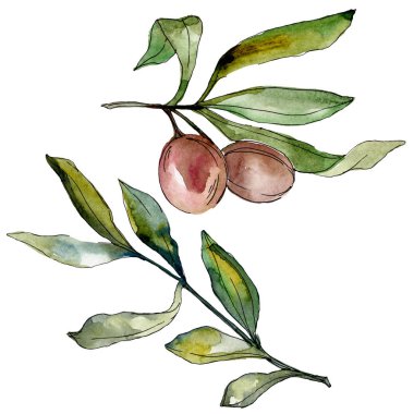 Siyah zeytin suluboya arka plan illüstrasyon ayarlayın. Suluboya çizim moda aquarelle. İzole zeytin illüstrasyon öğesi.