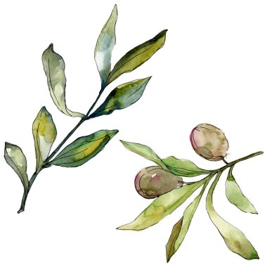 Siyah zeytin suluboya arka plan illüstrasyon ayarlayın. Suluboya çizim moda aquarelle. İzole zeytin illüstrasyon öğesi.