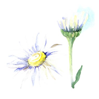 Papatya çiçekler. Suluboya arka plan illüstrasyon küme. Suluboya çizim moda aquarelle izole. İzole daisy illüstrasyon öğesi.