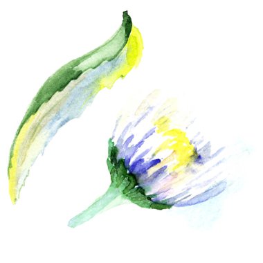 Papatya çiçek. Suluboya arka plan illüstrasyon küme. Suluboya çizim moda aquarelle izole. İzole daisy illüstrasyon öğesi.