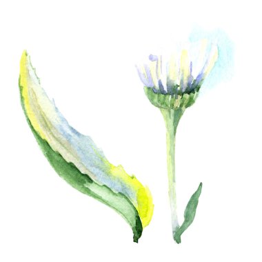 Papatya çiçek. Suluboya arka plan illüstrasyon küme. Suluboya çizim moda aquarelle izole. İzole daisy illüstrasyon öğesi.