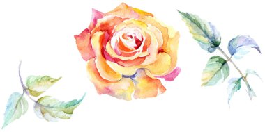 Turuncu gül. Suluboya arka plan illüstrasyon küme. Suluboya çizim moda aquarelle izole. Gül illüstrasyon izole öğesi.