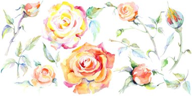 Turuncu gül çiçek. Suluboya arka plan illüstrasyon küme. Suluboya çizim moda aquarelle izole. Gül illüstrasyon izole öğesi.