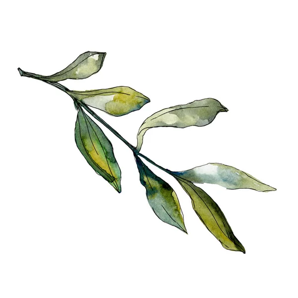 Olivgröna Blad Illustration Set Akvarell Ritning Mode Aquarelle — Stockfoto