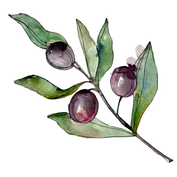 stock image Black olives watercolor background illustration set. Watercolour drawing fashion aquarelle. Isolated olives illustration element.