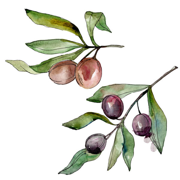 Black olives watercolor background illustration set. Watercolour drawing fashion aquarelle. Isolated olives illustration element.