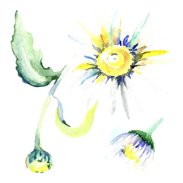 Daisy Flowers Watercolor Background Illustration Set Watercolour Drawing Fashion Aquarelle — Stock Photo, Image