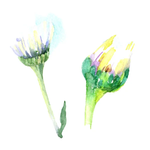 Madeliefjebloemen Aquarel Achtergrond Afbeelding Instellen Aquarel Tekenen Mode Aquarelle Geïsoleerd — Stockfoto