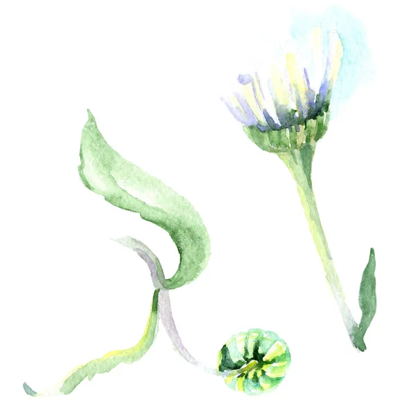Margaréta Virágot Akvarell Háttér Illusztráció Készlet Akvarell Rajz Divat Aquarelle — Stock Fotó
