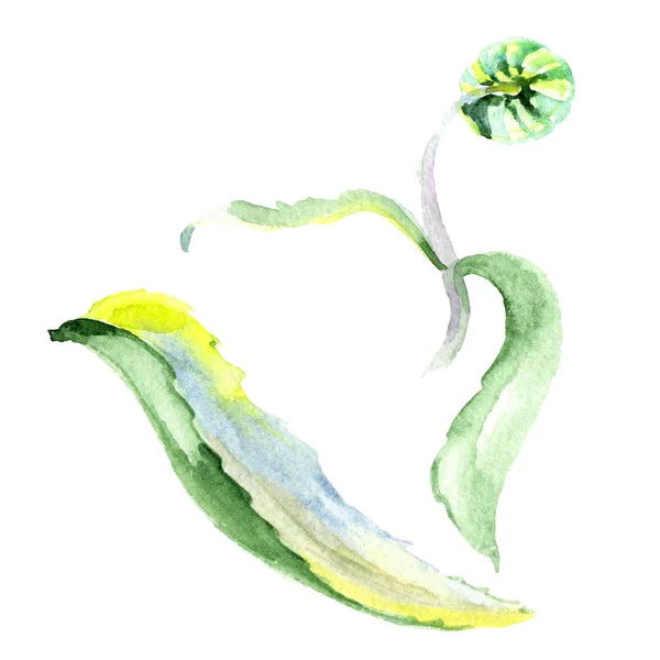 Stokrotka Kwiat Zestaw Ilustracji Tle Akwarela Akwarela Rysunku Aquarelle Moda — Zdjęcie stockowe