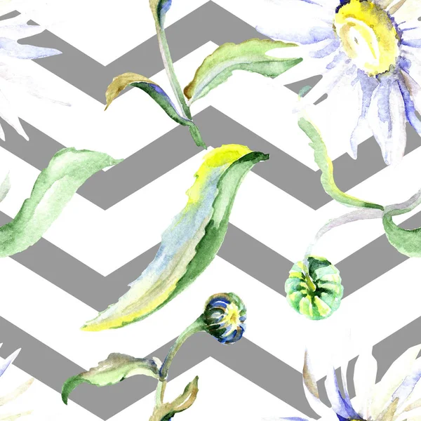 Daisy Květiny Pozadí Sada Akvarel Pozadí Obrázku Akvarel Samostatný Výkresu — Stock fotografie