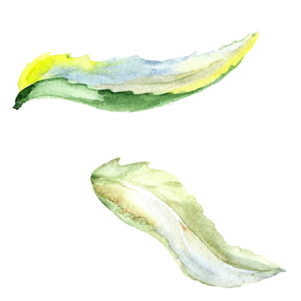 Listy Zelené Daisy Divoký Jarní Listové Izolované Sada Akvarel Pozadí — Stock fotografie