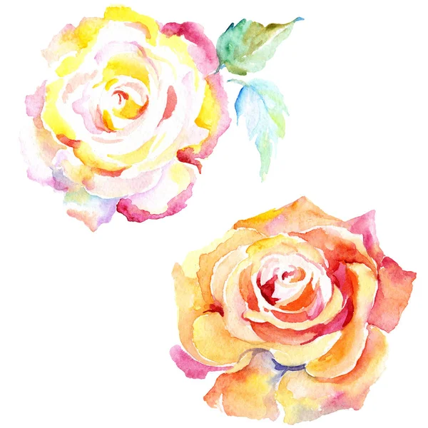 Помаранчеві Трояндові Квіти Набір Ілюстрацій Акварельного Фону Акварельний Малюнок Моди — стокове фото