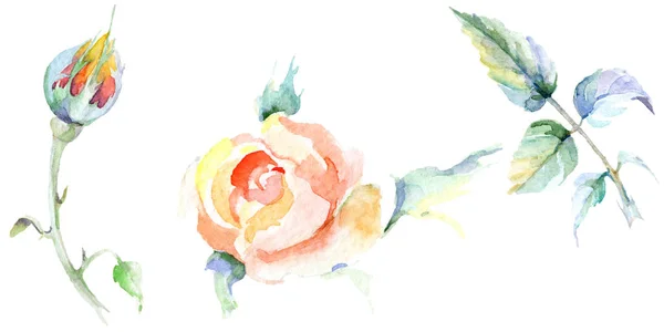 Orange Rose Flowers Watercolor Background Illustration Set Watercolour Drawing Fashion — Stock Photo, Image