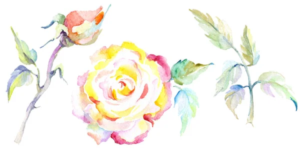 Orange Rose Flowers Watercolor Background Illustration Set Watercolour Drawing Fashion — Stock Photo, Image