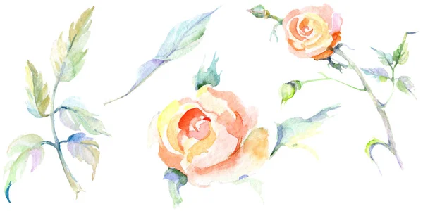 Orange Rose Flowers Watercolor Background Illustration Set Watercolour Drawing Fashion — Stock Photo, Image