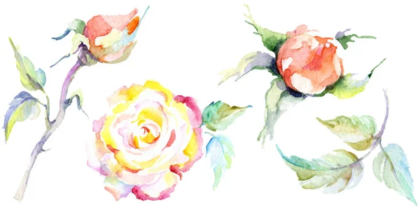 Orange Rose Flowers Watercolor Background Illustration Set Watercolour Drawing Fashion — Stock Photo, Image