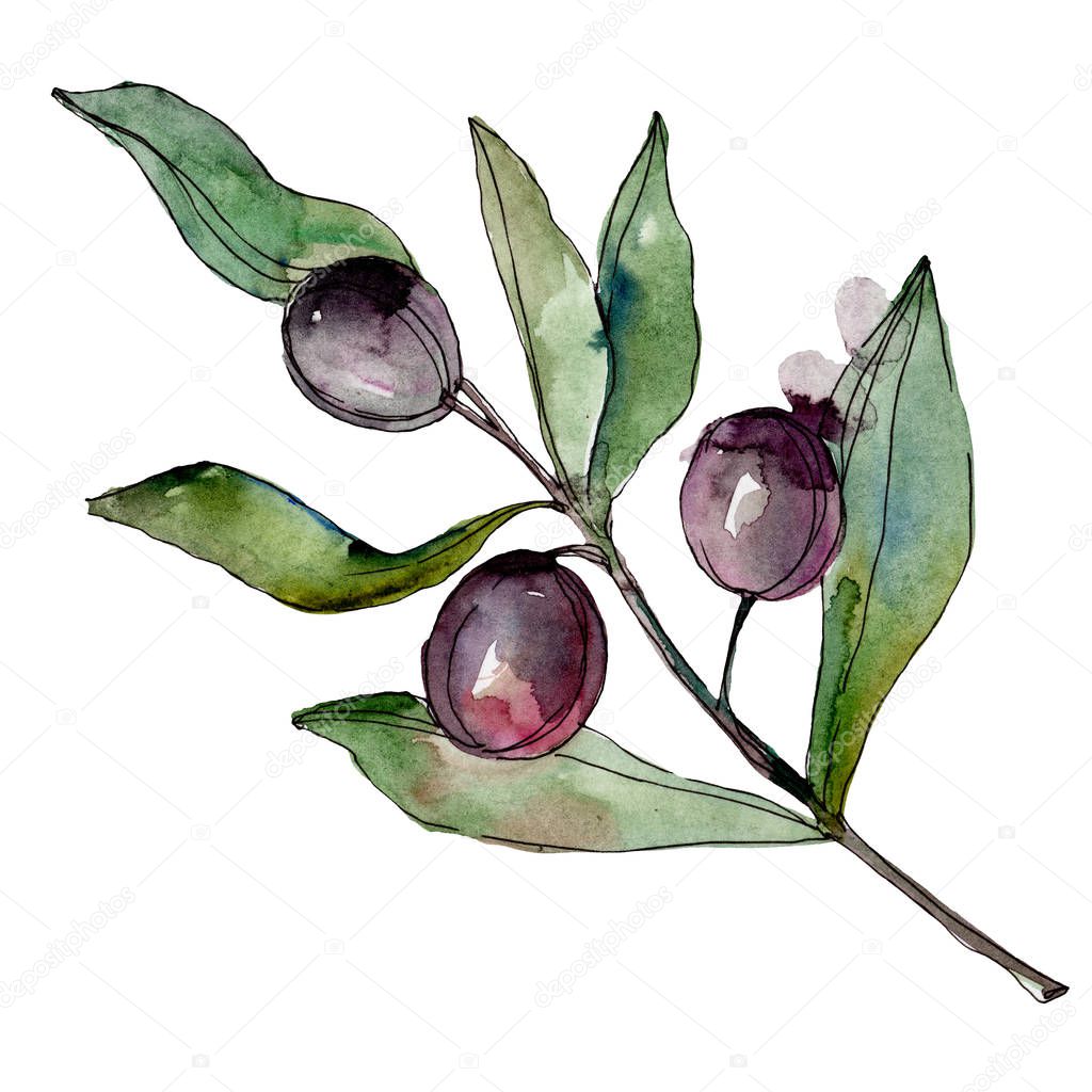 Black olives watercolor background illustration set. Watercolour drawing fashion aquarelle. Isolated olives illustration element.