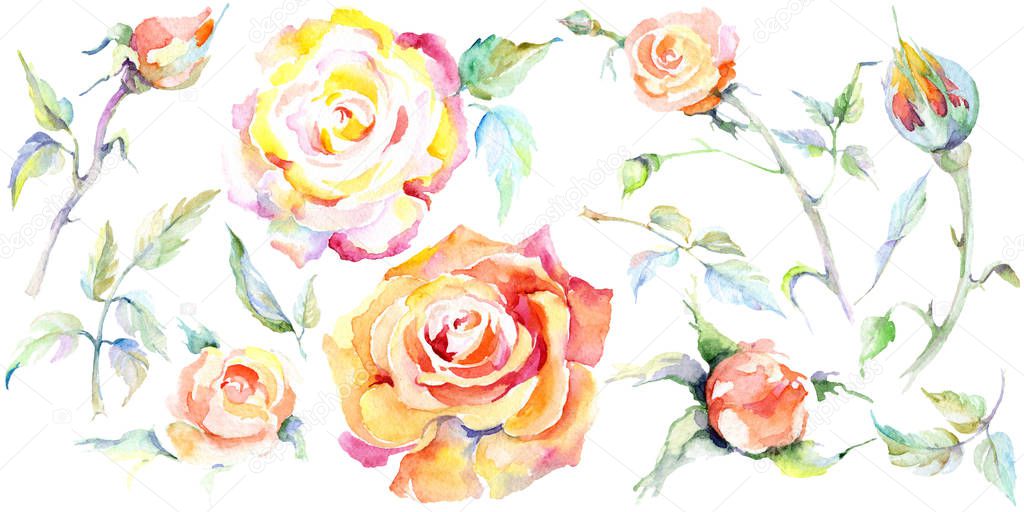 Orange rose flowers. Watercolor background illustration set. Watercolour drawing fashion aquarelle isolated. Isolated rose illustration element.