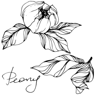 Vektör Peonies. Çiçekler beyaz izole. Oyulmuş mürekkep sanat 'şakayık' yazı ile