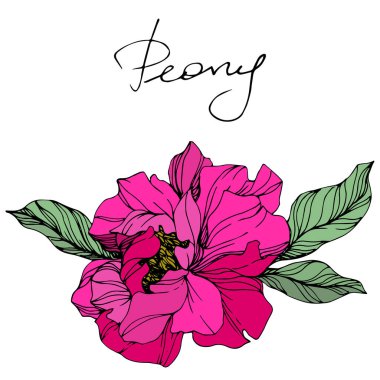 Vector Pink peony. Wildflower isolated on white. Engraved ink art with 'peony' lettering clipart