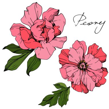Pembe peonies vektör. Çiçekler beyaz izole. Oyulmuş mürekkep sanat 'şakayık' yazı ile