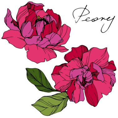 Vektör kırmızı peonies. Çiçekler beyaz izole. Oyulmuş mürekkep sanat 'şakayık' yazı ile