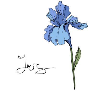 Vektör mavi iris çiçeği. Beyaz izole kır çiçeği. Oyulmuş mürekkep sanat 'Iris' yazı ile