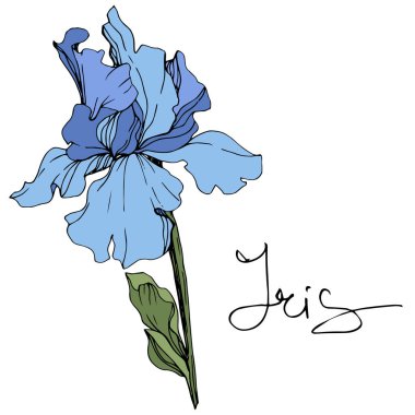 Vektör mavi iris çiçeği. Beyaz izole kır çiçeği. Oyulmuş mürekkep sanat 'Iris' yazı ile