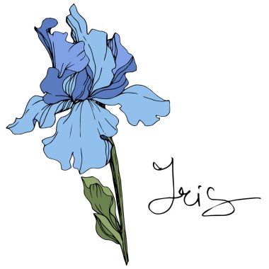 Vector blue iris flower. Wildflower isolated on white. Engraved ink art with 'iris' lettering clipart