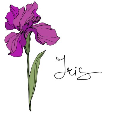 Vektör mor Iris çiçeği. Beyaz izole kır çiçeği. Oyulmuş mürekkep sanat 'Iris' yazı ile