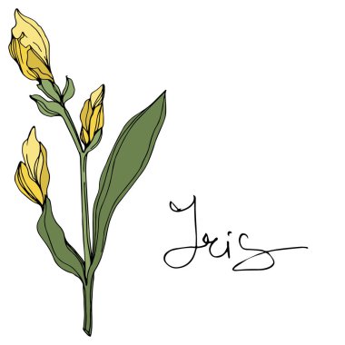 Tomurcukları ile vektör sarı Iris. Beyaz izole kır çiçeği. Oyulmuş mürekkep sanat 'Iris' yazı ile
