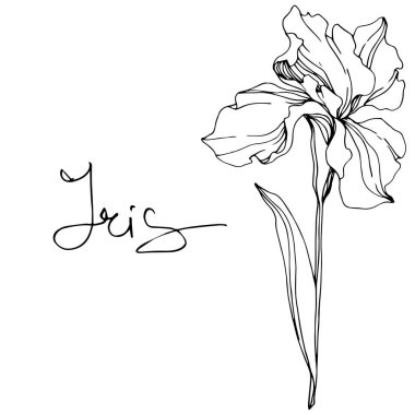 Vektör Iris çiçeği. Beyaz izole kır çiçeği. Siyah ve beyaz mürekkep sanat 'Iris' yazı ile kazınmış.