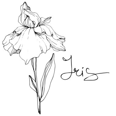 Vektör Iris çiçeği. Beyaz izole kır çiçeği. Siyah ve beyaz mürekkep sanat 'Iris' yazı ile kazınmış.