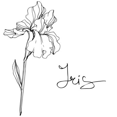 Vektör Iris çiçeği. Beyaz izole kır çiçeği. Siyah ve beyaz mürekkep sanat 'Iris' yazı ile kazınmış.