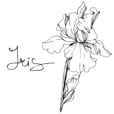 Vektör Iris çiçeği. Beyaz izole kır çiçeği. Siyah ve beyaz mürekkep sanat 'Iris' yazı ile kazınmış.