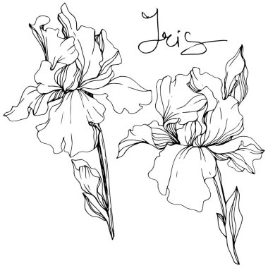Vektör Iris çiçekler. Çiçekler beyaz izole. Siyah ve beyaz mürekkep sanat 'Iris' yazı ile kazınmış.