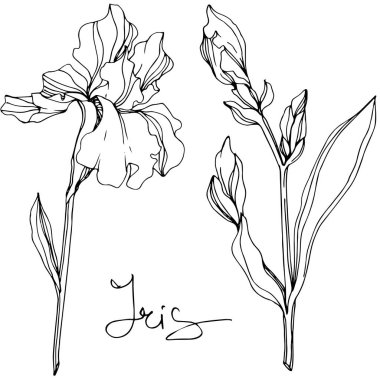 Vektör Iris çiçekler. Çiçekler beyaz izole. Siyah ve beyaz mürekkep sanat 'Iris' yazı ile kazınmış.