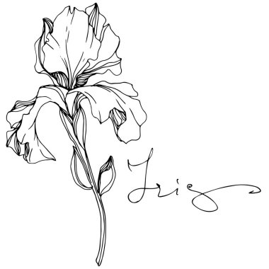 Vector Iris flower isolated on white. Black and white engraved ink art with 'iris' lettering clipart