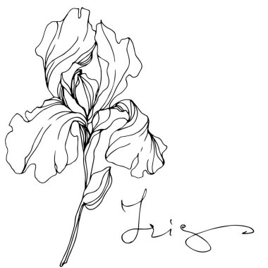 Vector Iris flower isolated on white. Black and white engraved ink art with 'iris' lettering clipart