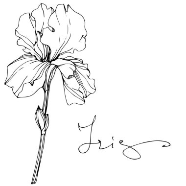 Vektör Iris çiçeği beyaz izole. Siyah ve beyaz mürekkep sanat 'Iris' yazı ile kazınmış.